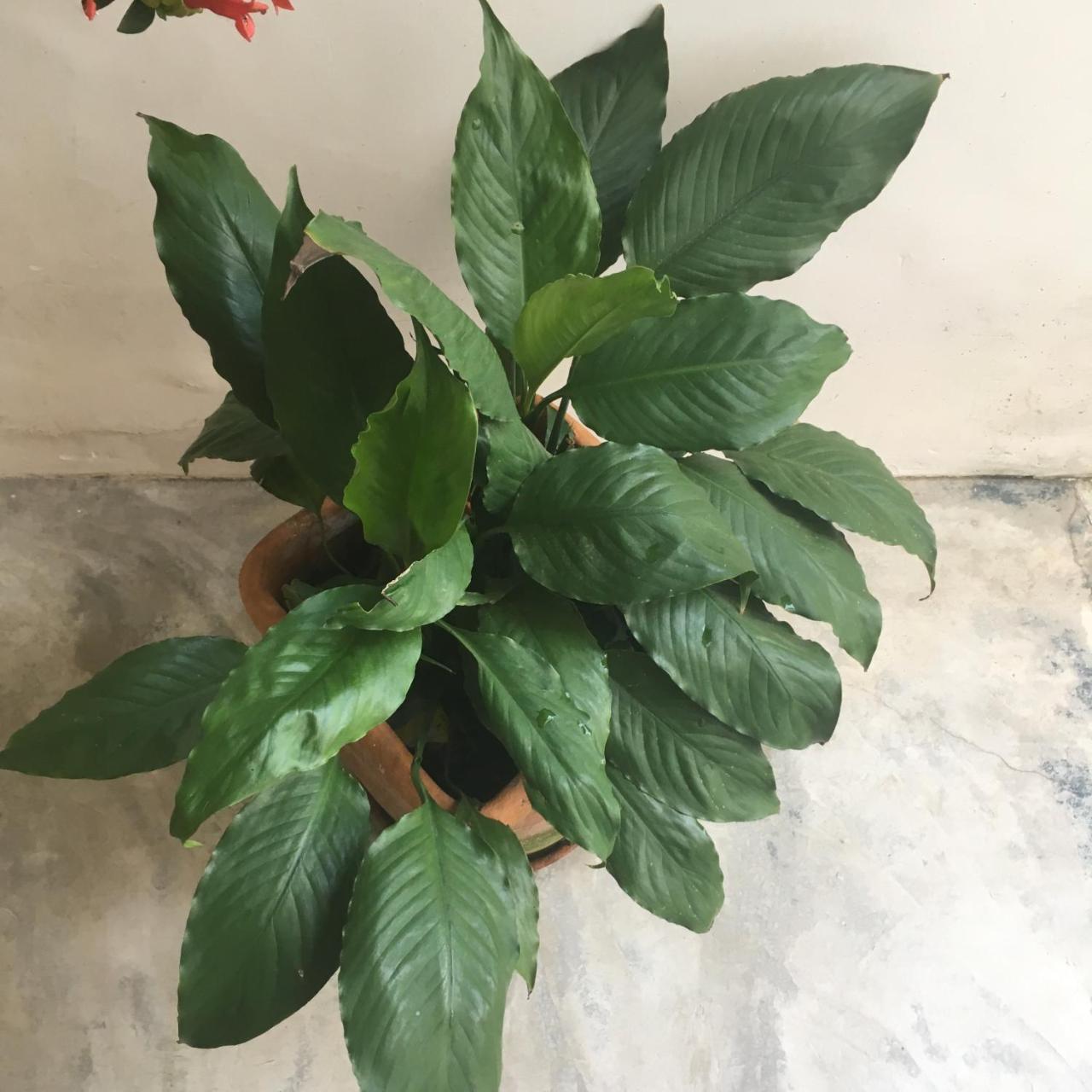 Pousada Bertioga Buitenkant foto
